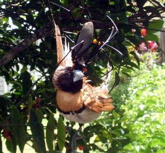 bird_eating_spider.jpg