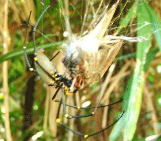cairns-bird-spider.jpg