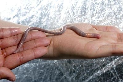 palouse.earthworm_fit_600x600.jpg