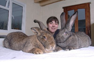 giant_rabbits.jpg