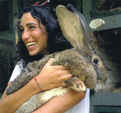 giantBunnies.jpg