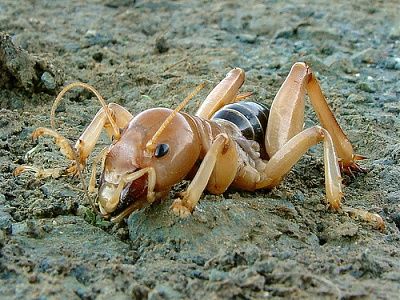 cricket1.jpg