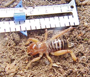 cricket2.jpg