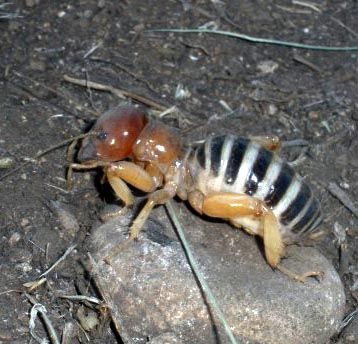 cricket4.jpg