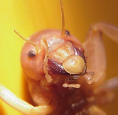 jerusalem_cricket_face3.jpg