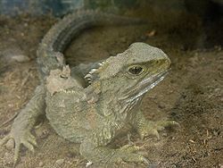 250px-Sphenodon_punctatus_in_Waikanae,_New_Zealand.jpg