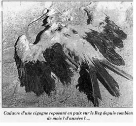 Papillon086.jpg