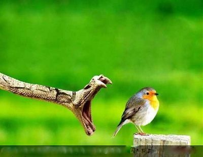 charonboat_dot_com_wildlife1.jpg