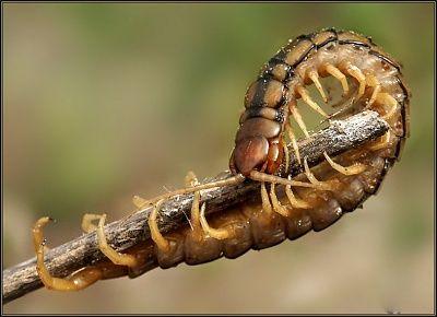 giant-centipede-1.jpg