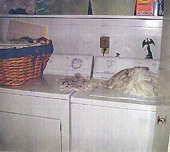 washer-rags.jpg