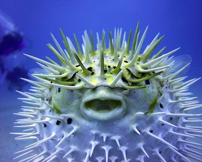 The_Puffer_Fish.jpg