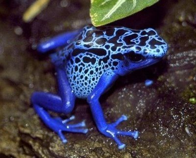 10+Most+Poisonous+Animals+09.JPG
