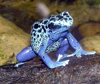 Blue.poison.dart.frog..JPG
