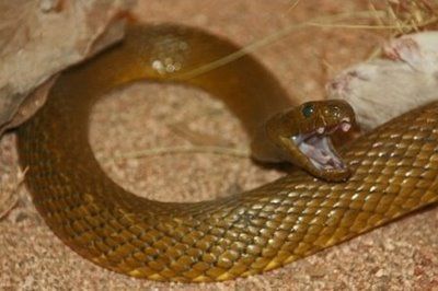10+Most+Poisonous+Animals+08.JPG