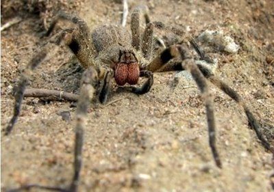 10+Most+Poisonous+Animals+07.JPG