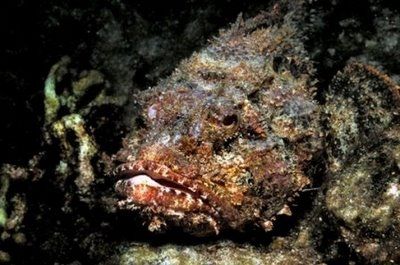 10+Most+Poisonous+Animals+06.JPG