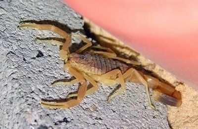 10+Most+Poisonous+Animals+05.JPG
