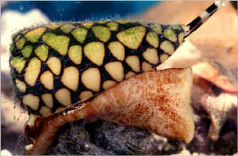 cone_shell.jpg