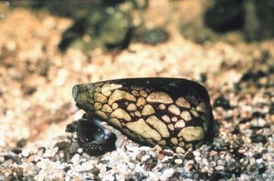 10+Most+Poisonous+Animals+03.jpg