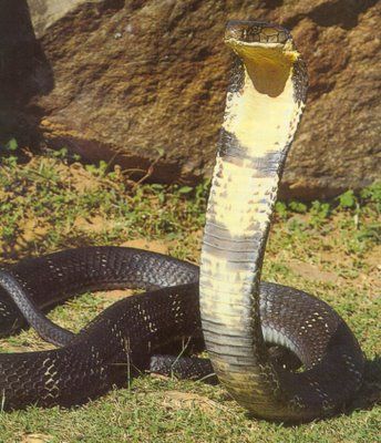 king_cobra.JPG