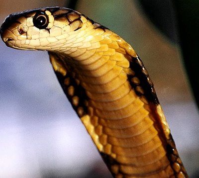 king-cobra.jpg