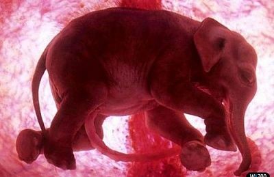 animals-womb0.jpg