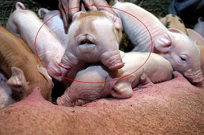 2-face-pig0.jpg