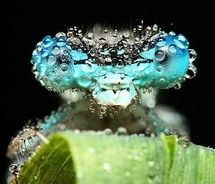blue,eyes,bug,dew,dew,drops,insect,insects,lens,macro,macro,lens,macro,photo,photo,photography-2.jpg