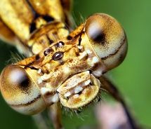 compound,eyes,eyes,insect,macro-371e49462d05d9a9bbe66d892b36cffb_m.jpg