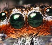 fur,hair,insect,macro,spider-6b048e5e9589570ebb8875e2e6ff79ba_m.jpg