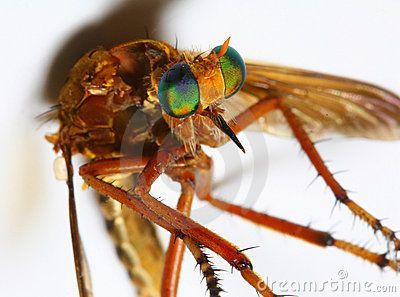 horse-fly-macro-thumb5567510.jpg