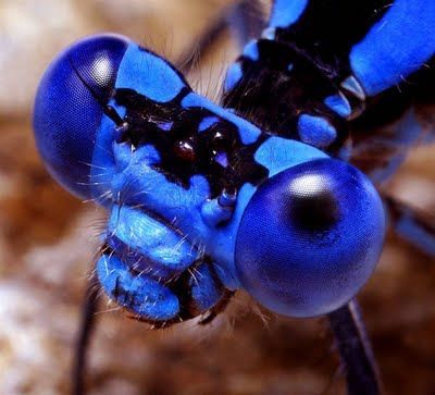 insects_eyes_closeup_03.jpg