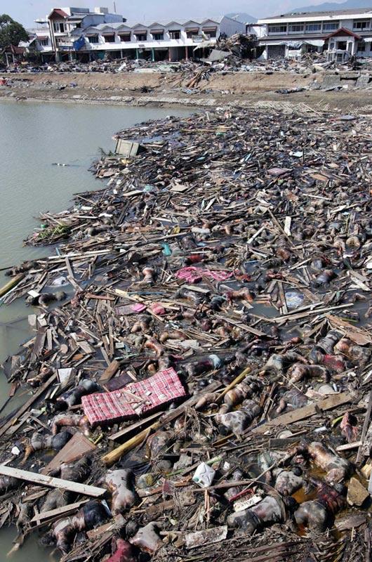 tsunami-dead-bodies.jpg