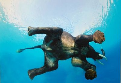 elephant-swimming-.jpg