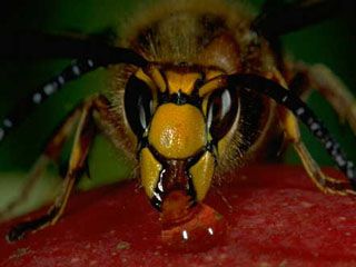 Name:  gianthornet3.jpg
Views: 1137
Size:  32.2 KB
