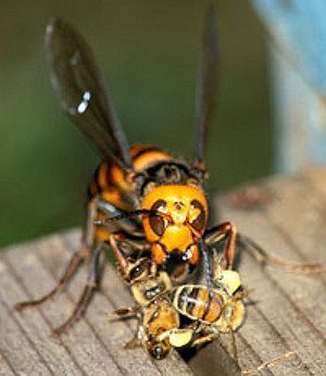Name:  gianthornet2.jpg
Views: 1161
Size:  37.7 KB