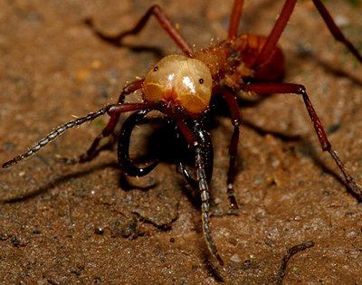 Name:  armyant1.jpg
Views: 1109
Size:  63.0 KB
