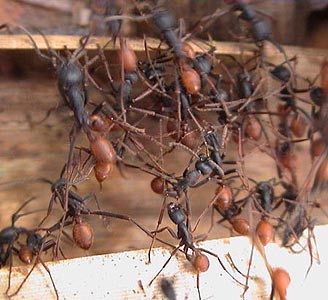 Name:  armyant2.jpg
Views: 1307
Size:  47.7 KB