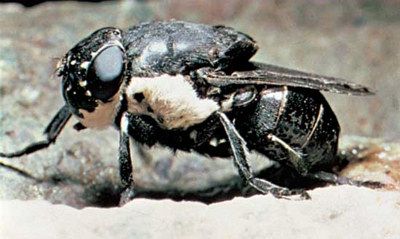 Name:  botfly1.jpg
Views: 1132
Size:  51.5 KB