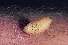 Name:  botfly2.jpg
Views: 2705
Size:  28.4 KB