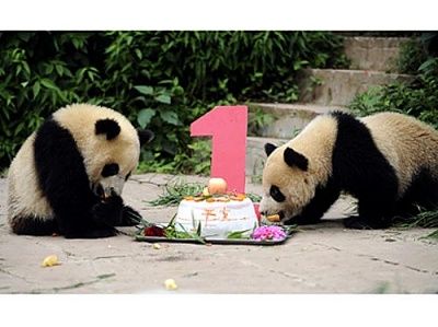 baby-panda-cute-0.jpg