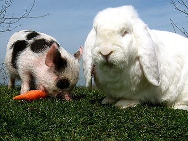 unlikely-bunny-pig.jpg