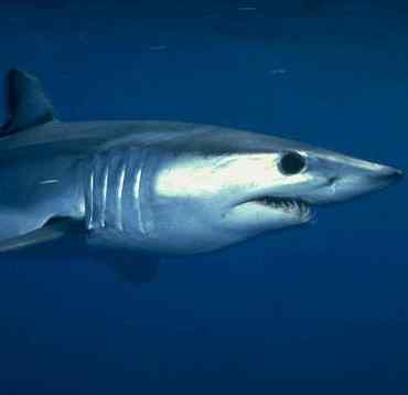 mako-shark-picture-01.jpg