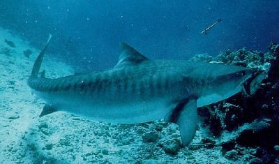 tiger_shark.jpg