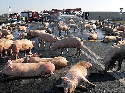 pig-pile-up.jpg