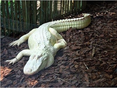 albino-alligator.jpg