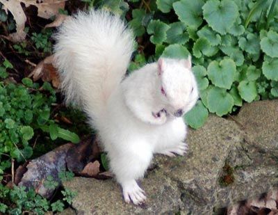 albino-animal.jpg