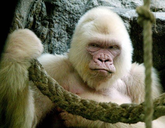 nm_gorilla_080411_ssh_Albino_Animals_Ghosts_of_the_Wild-s531x411-9900-580.jpg