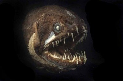dragonfish.jpeg