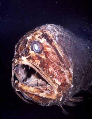 deepsea4.jpg